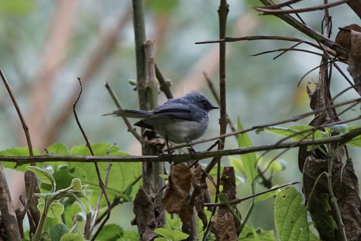 White-tailed Blue Flycatcher - Greg Hertler