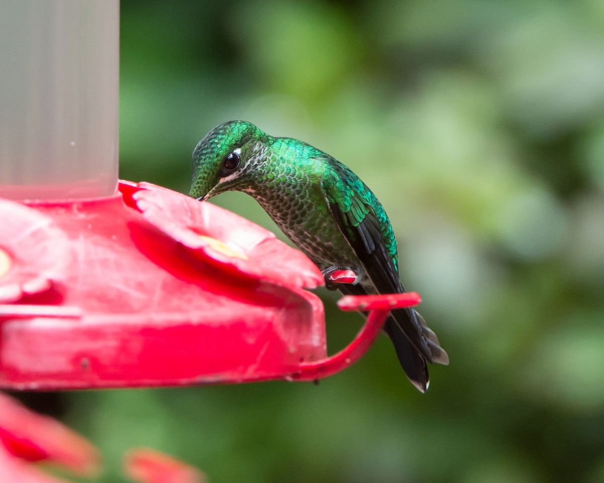 kolibřík subtropický - ML616472805