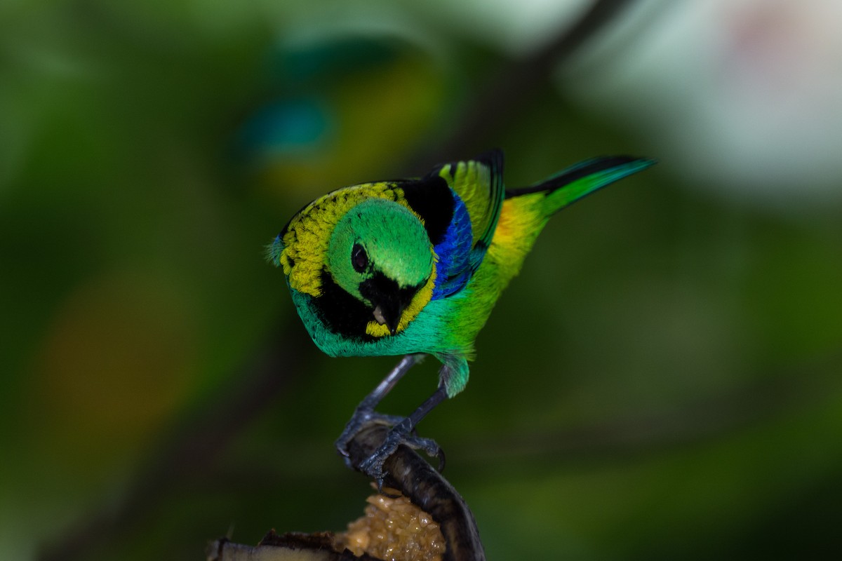 Green-headed Tanager - ML616472810