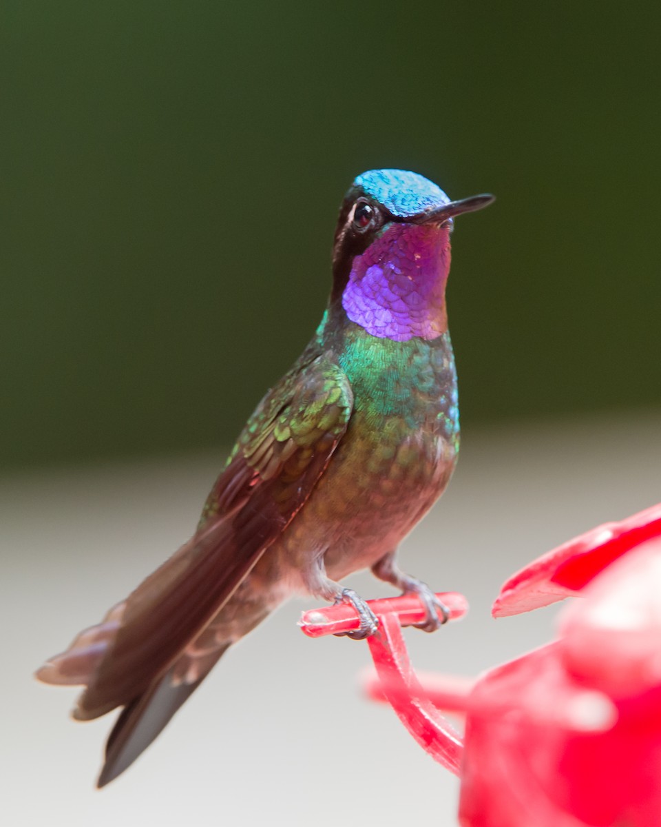 kolibřík fialovohrdlý - ML616472825