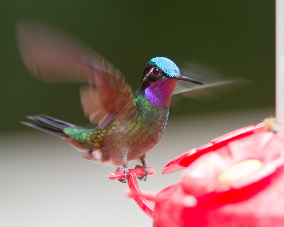 kolibřík fialovohrdlý - ML616472828