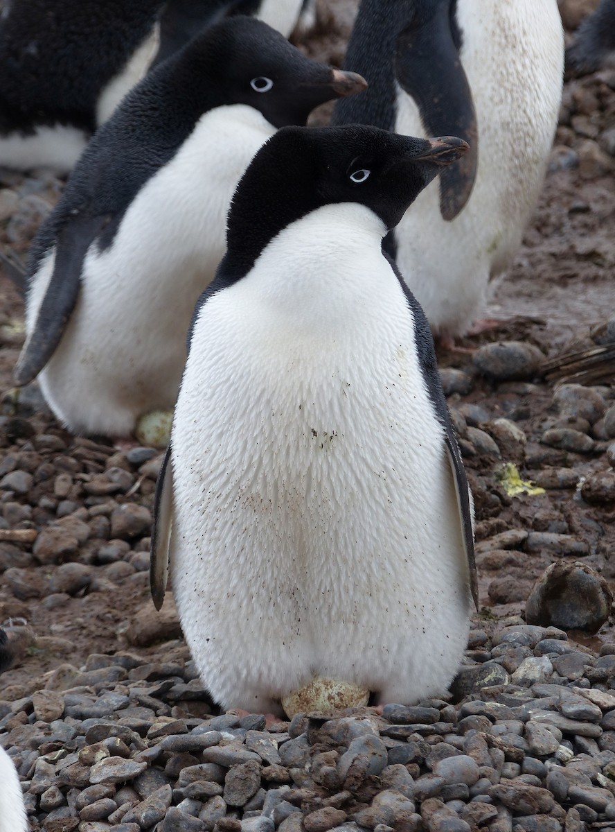 Pingüino de Adelia - ML616472919
