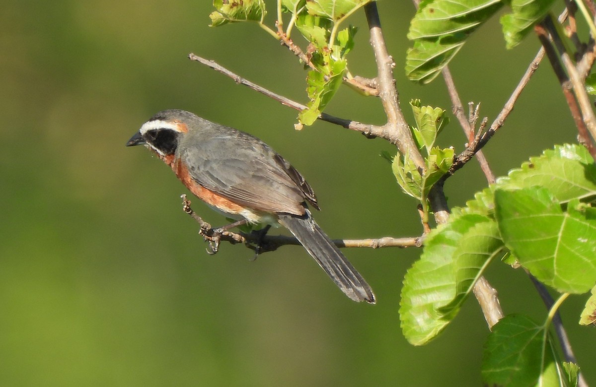 Black-and-chestnut Warbling Finch - ML616472980