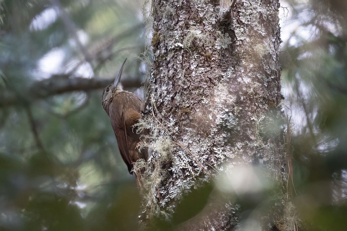 Strong-billed Woodcreeper - ML616473017