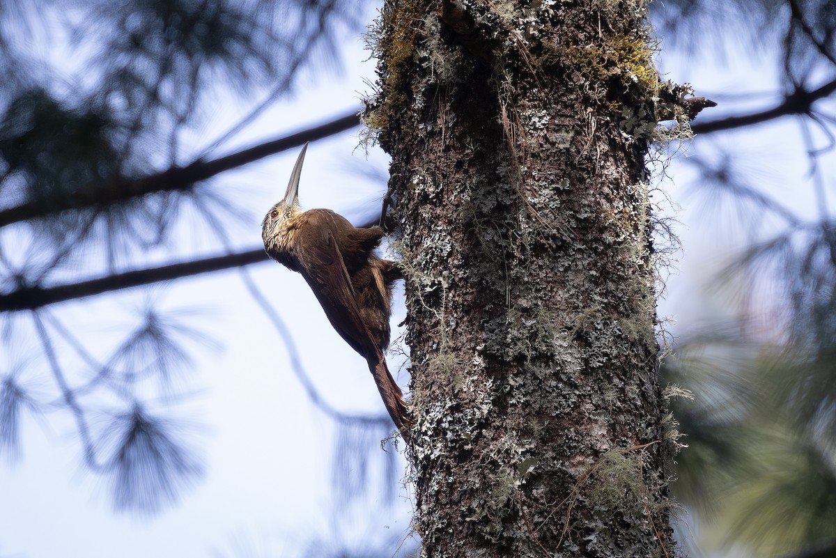 Strong-billed Woodcreeper - ML616473021