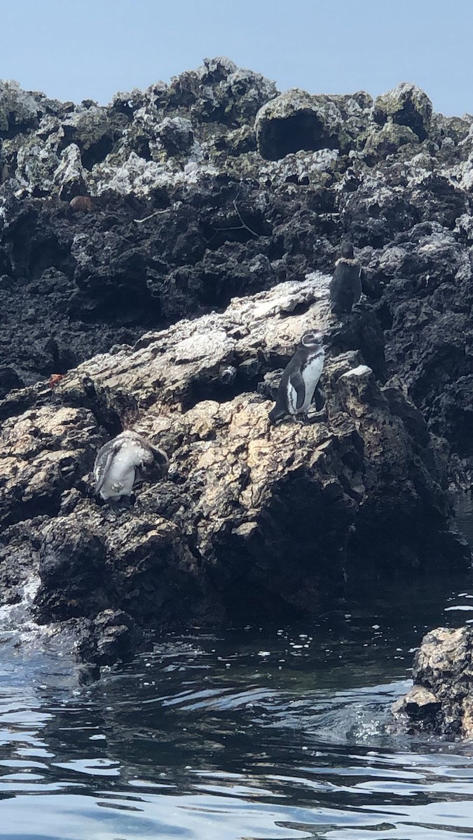 Pingüino de Galápagos - ML616473040