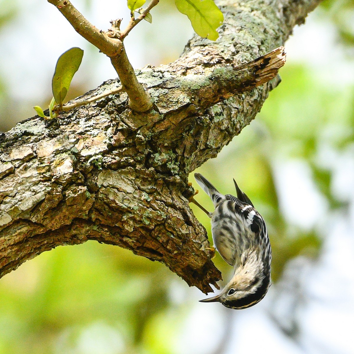 Black-and-white Warbler - ML616473095