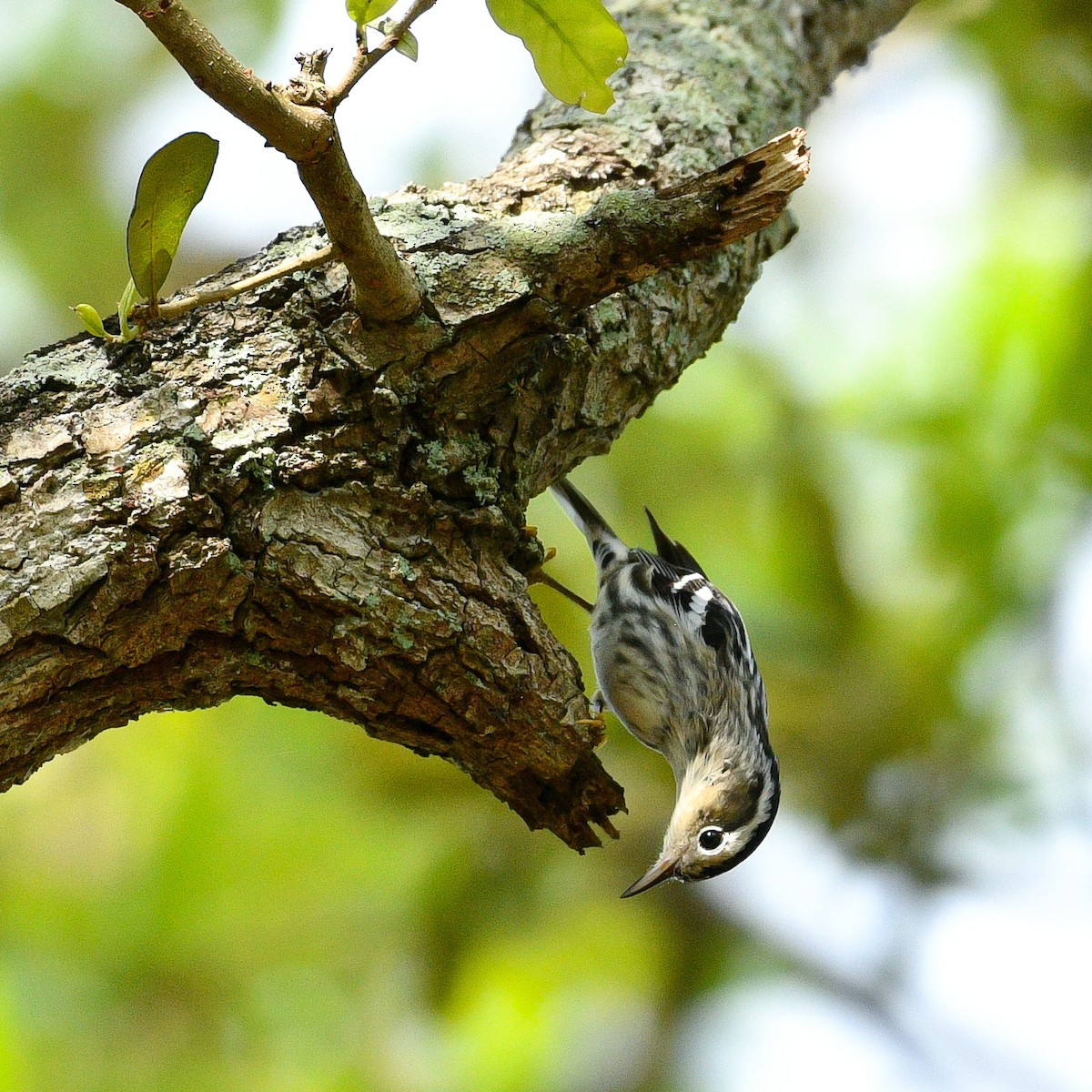 Black-and-white Warbler - ML616473096