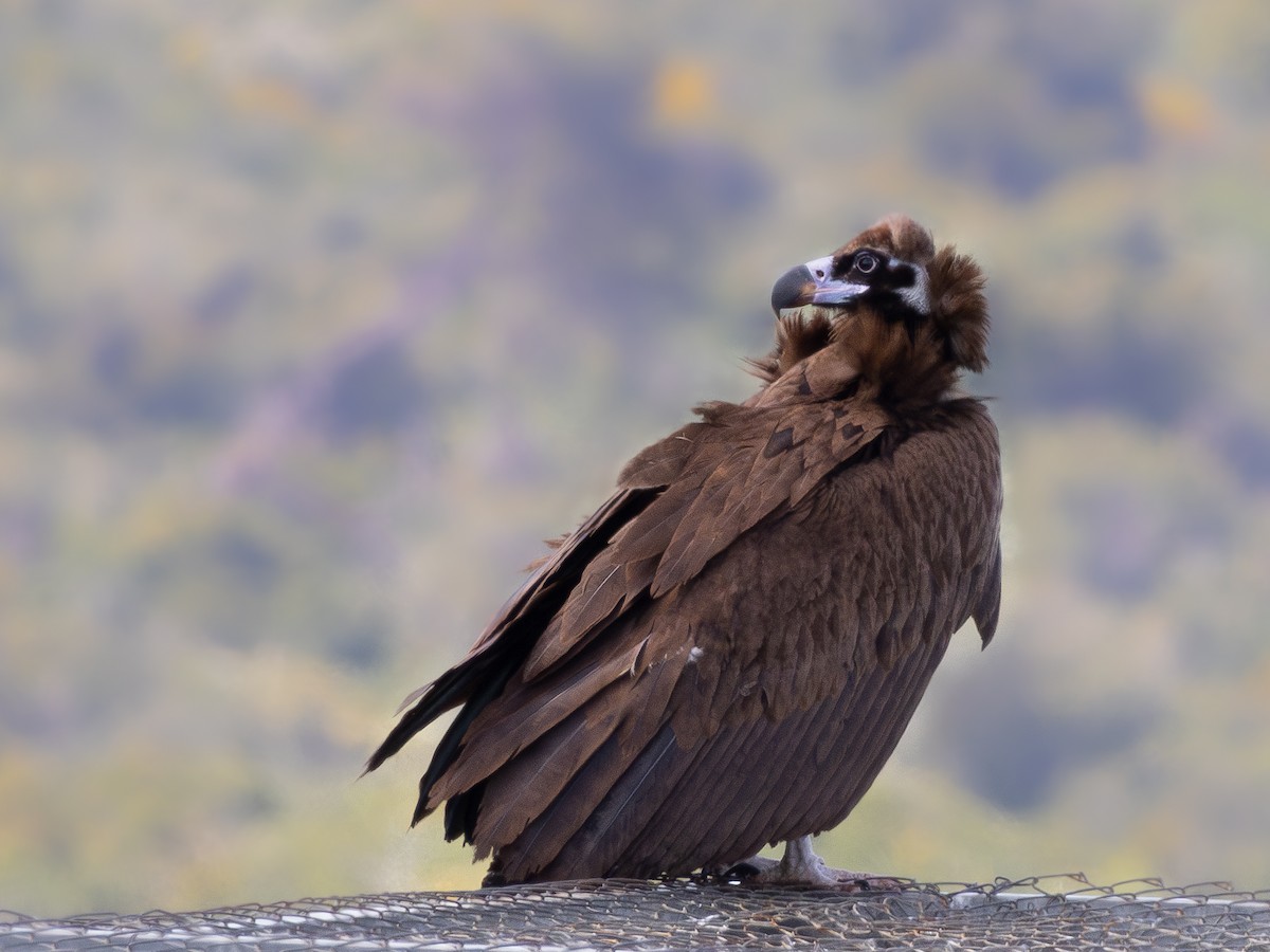 Cinereous Vulture - ML616473105