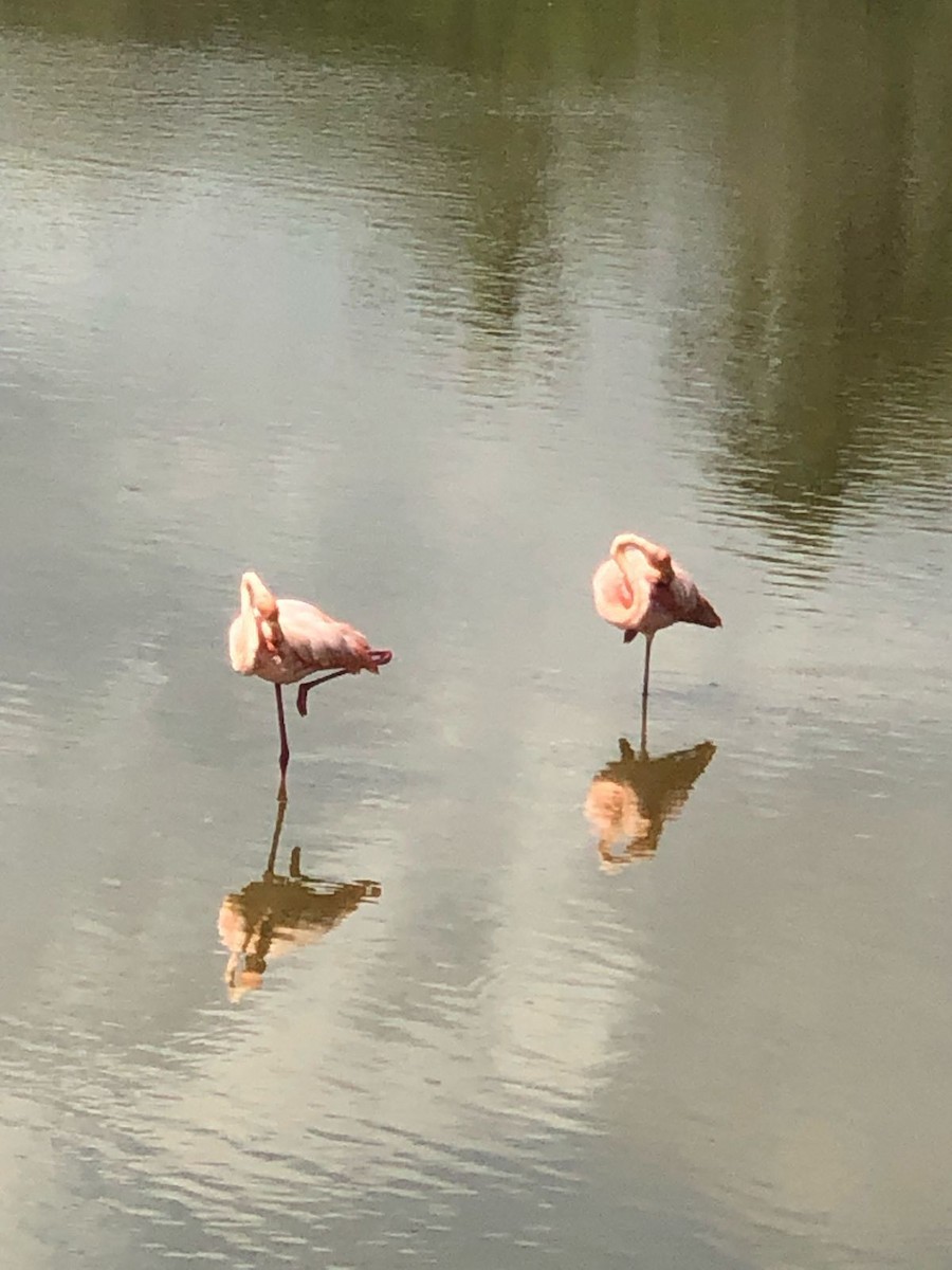 American Flamingo - Evelyn Chamba Valarezo