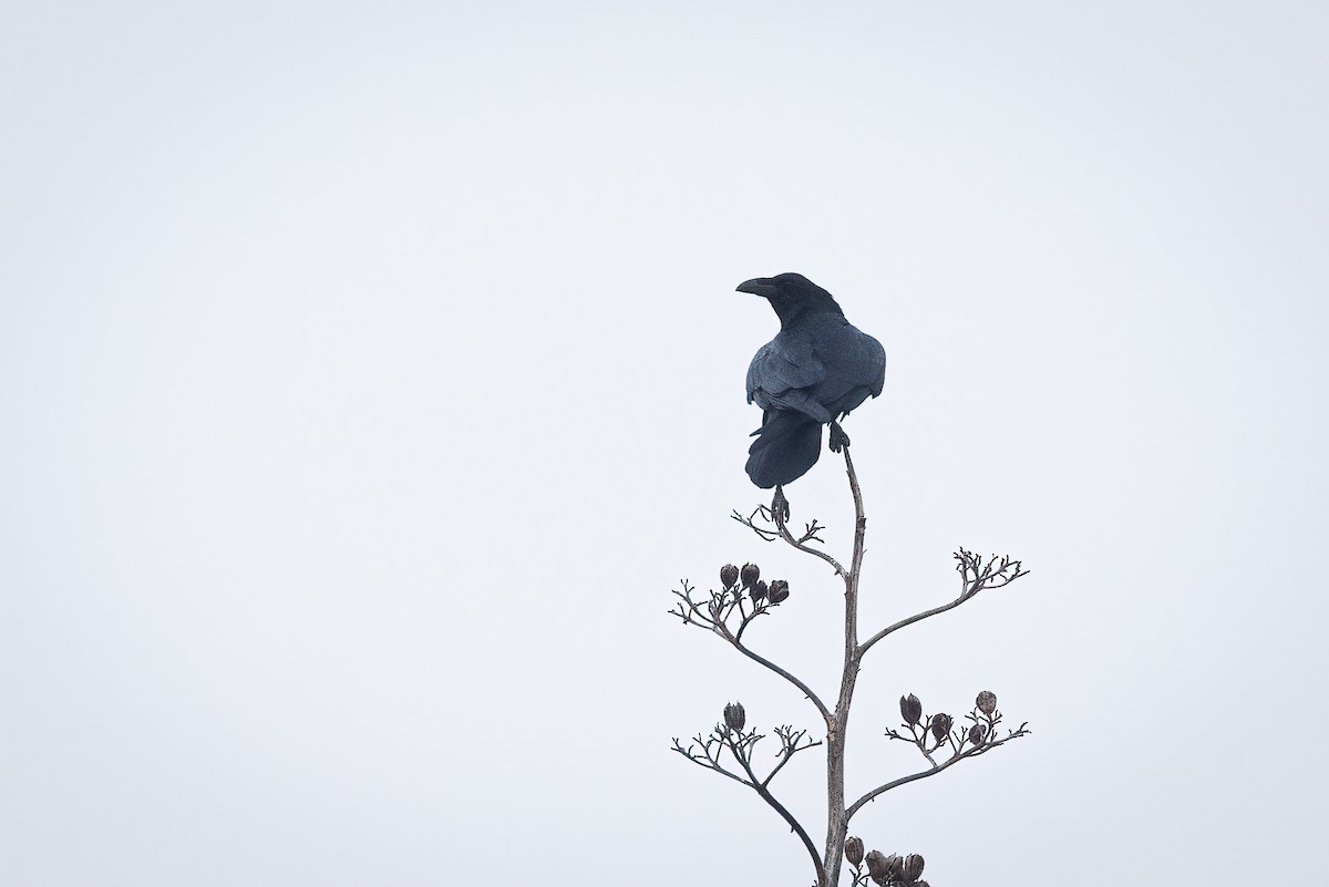 Common Raven - Sam Wilson
