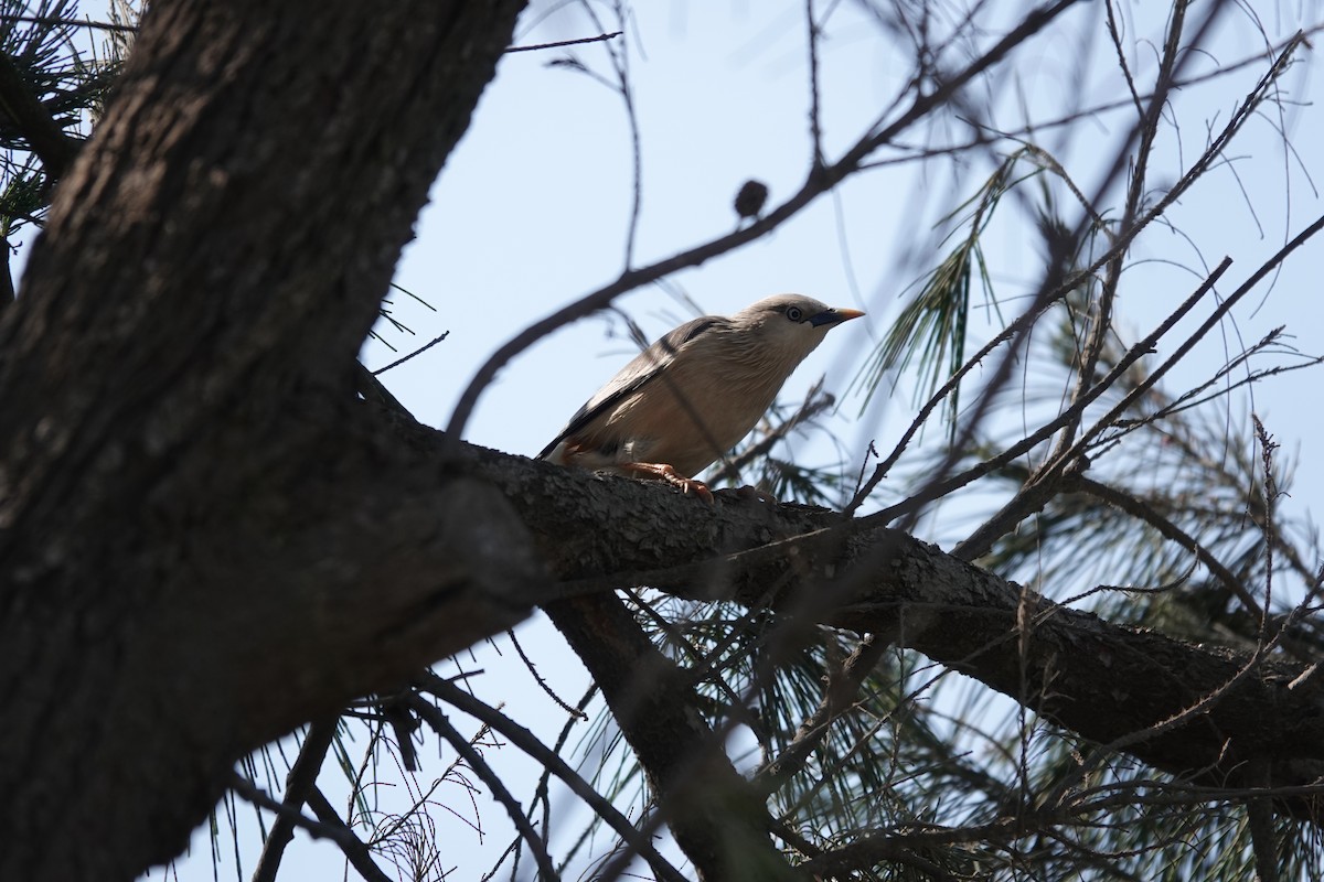 Chestnut-tailed Starling - ML616473250