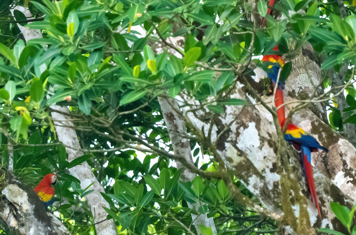 Scarlet Macaw - ML616473337