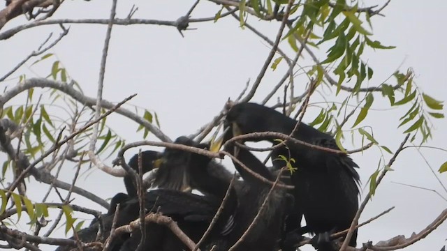 Indian Cormorant - ML616473399