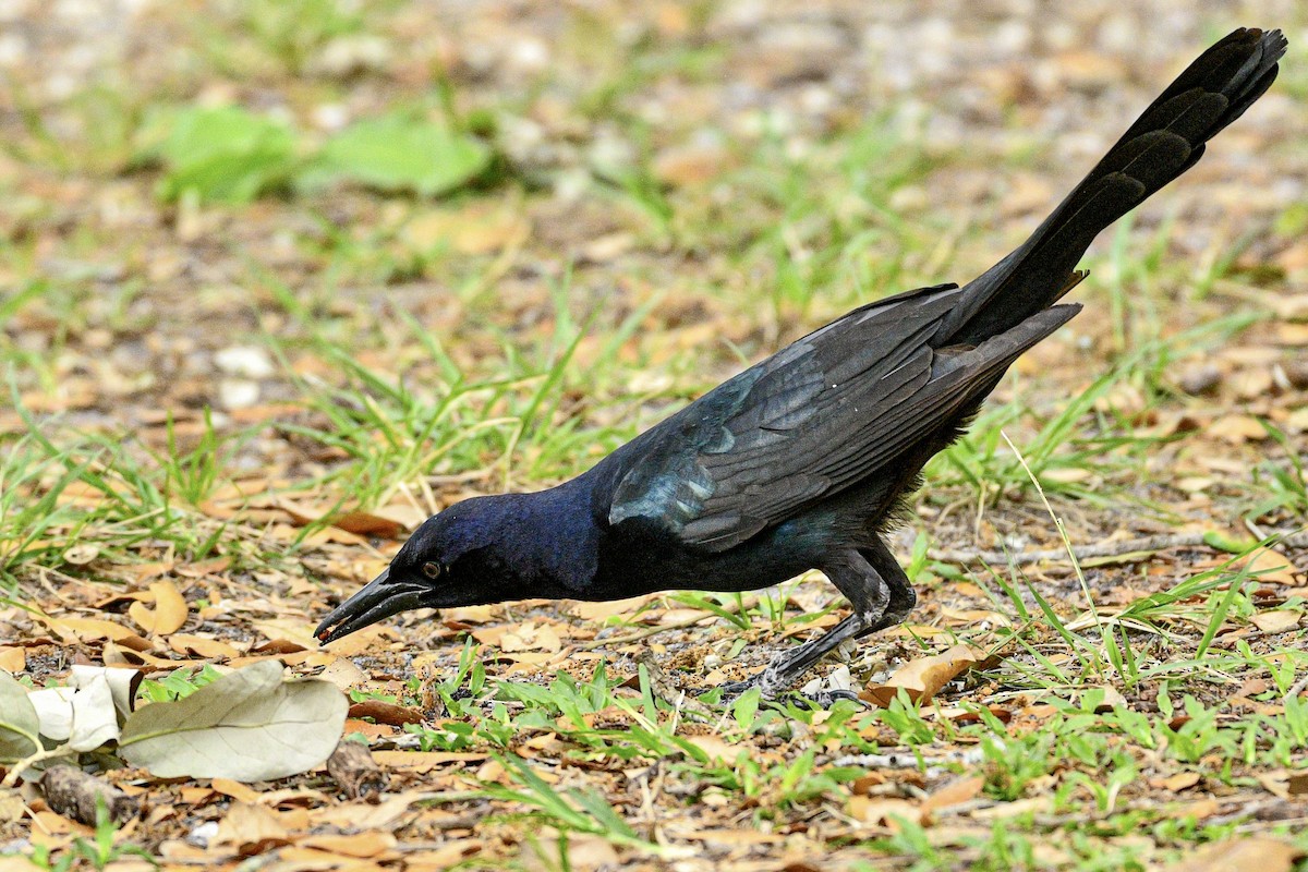 Boat-tailed Grackle - Meredith Meyer