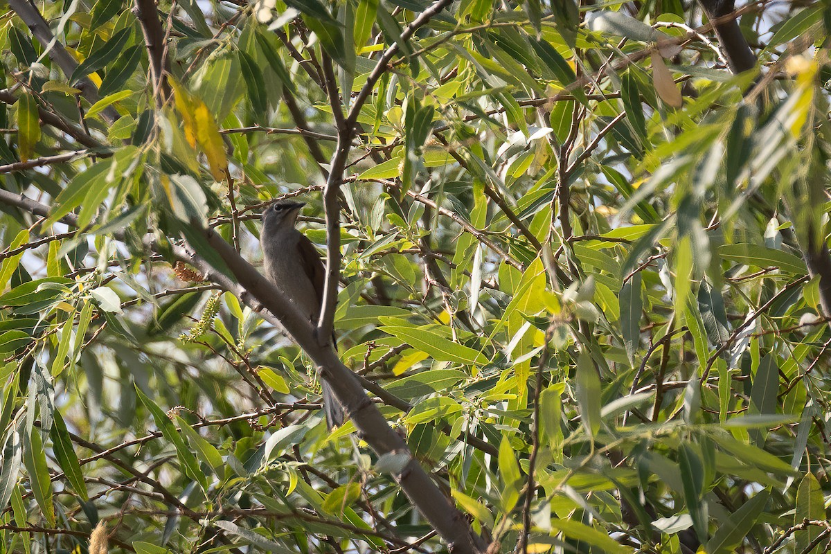 Brown-backed Solitaire - ML616473476