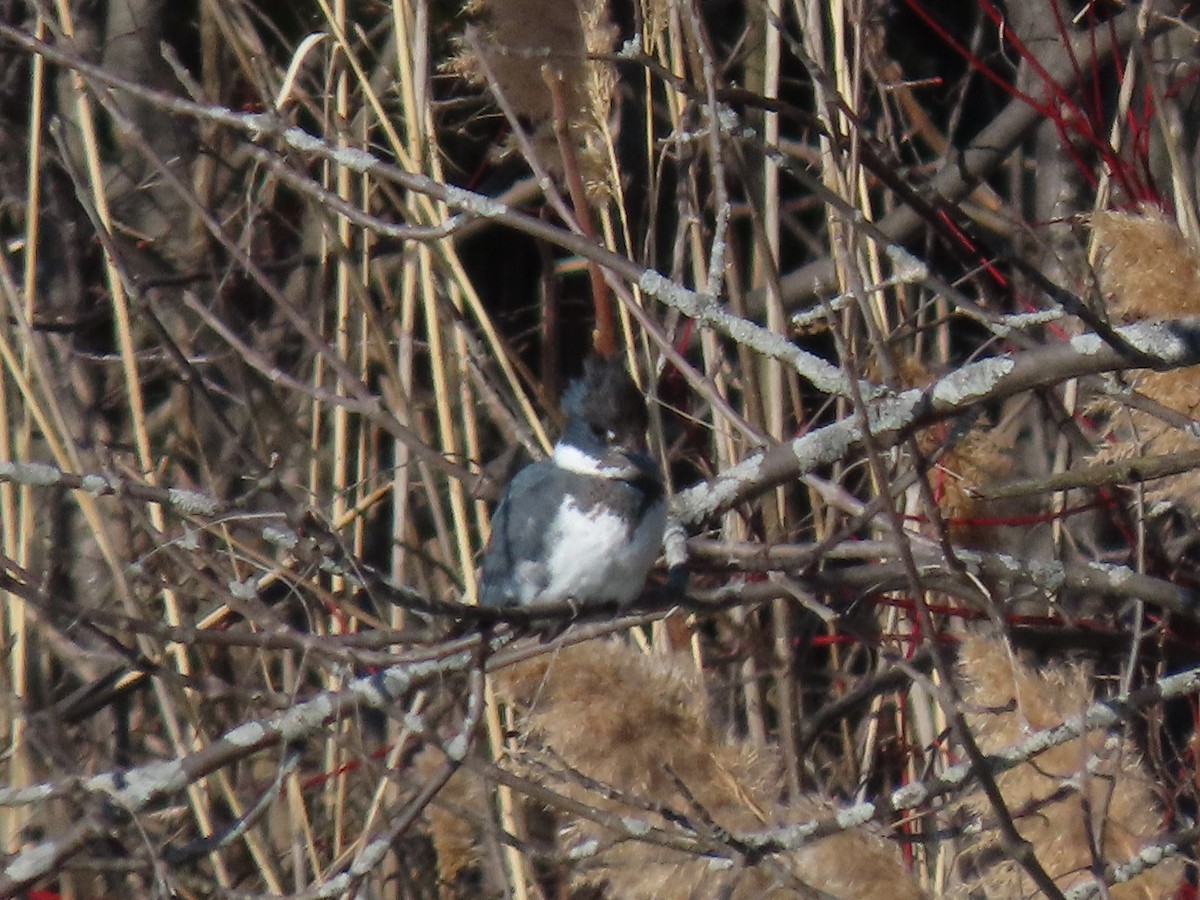 Belted Kingfisher - ML616473481