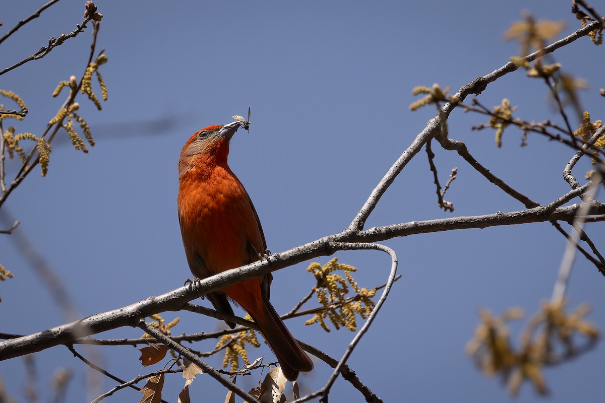 Hepatic Tanager (Northern) - ML616473555