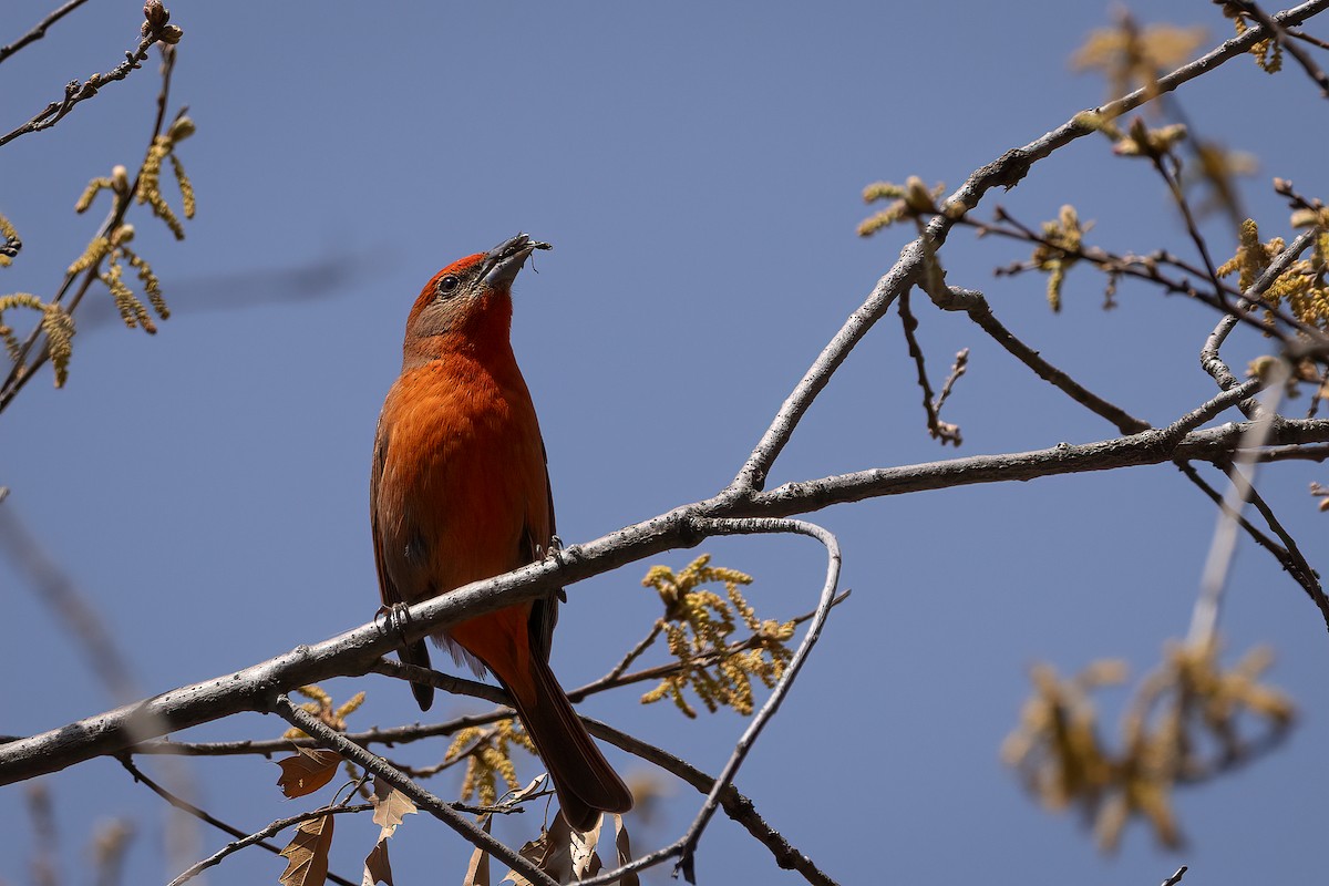 Hepatic Tanager (Northern) - ML616473562