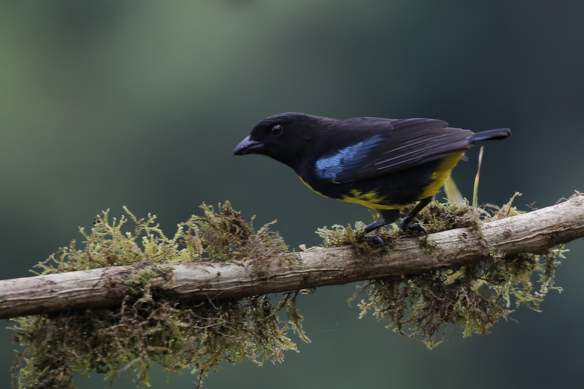 Black-and-gold Tanager - ML616473600