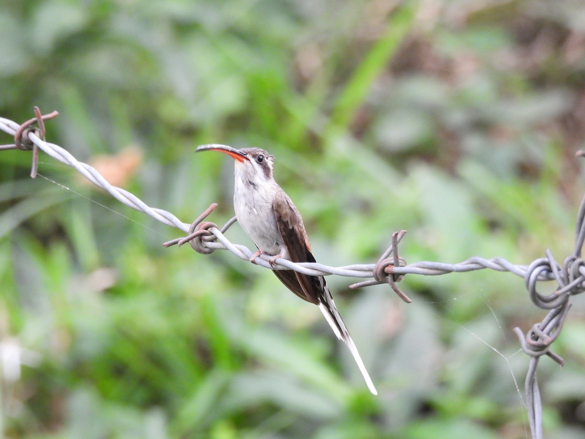 kolibřík tmavotemenný - ML616473645