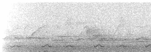 holub světlebřichý - ML616473675