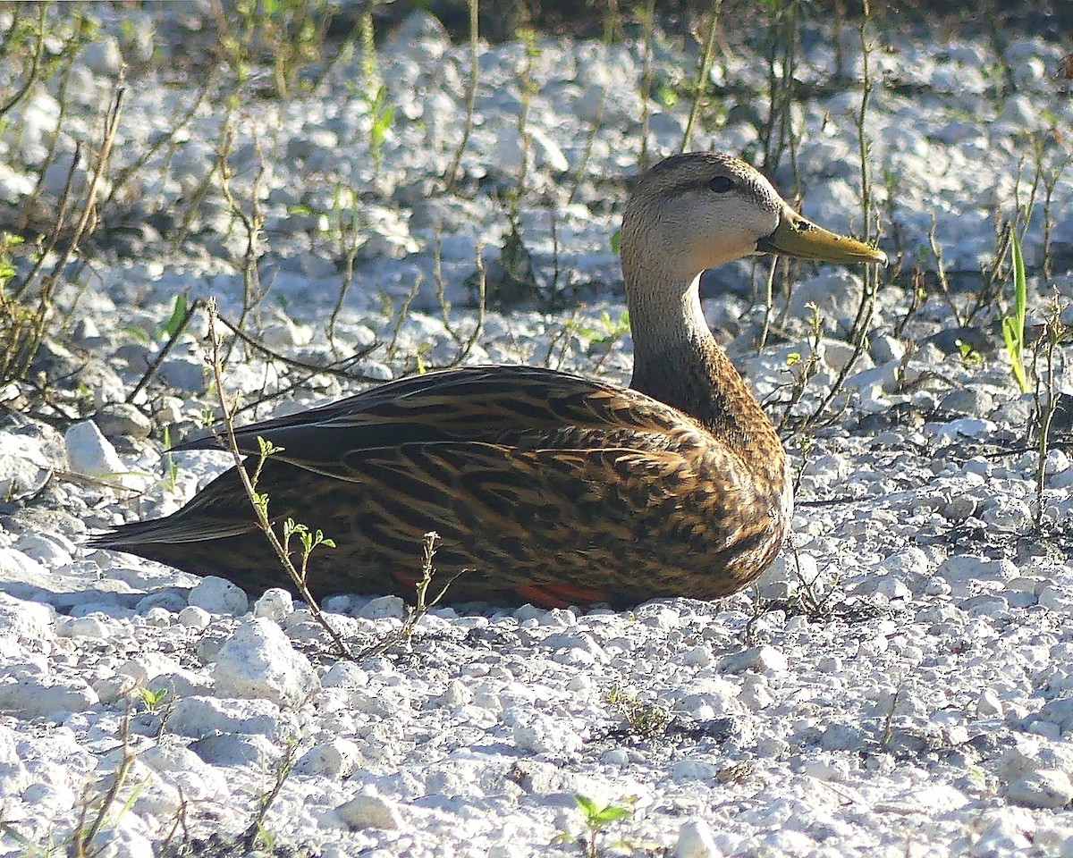 Mottled Duck (Florida) - ML616473796