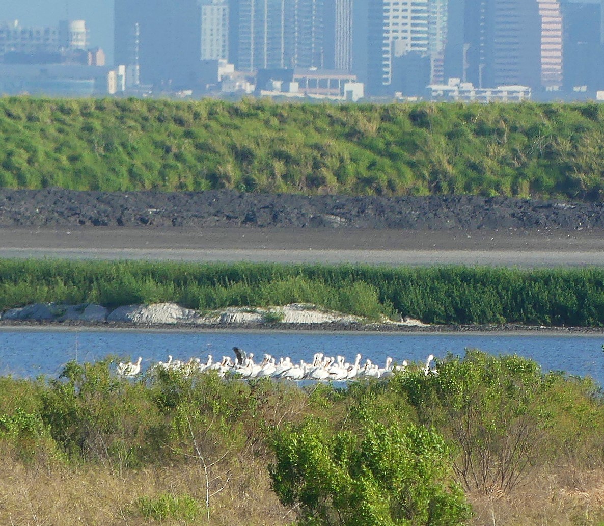 pelikán severoamerický - ML616473808