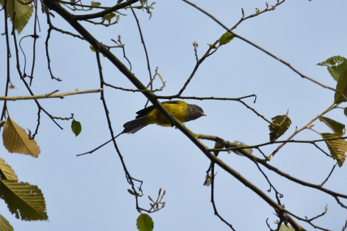 Gray-hooded Bush Tanager - Kendell Loyd