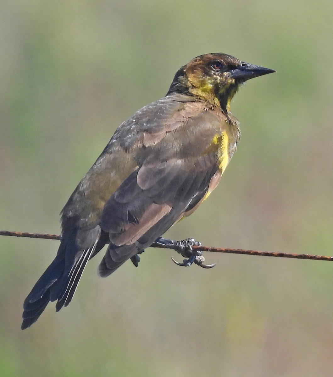 Brown-and-yellow Marshbird - ML616473814