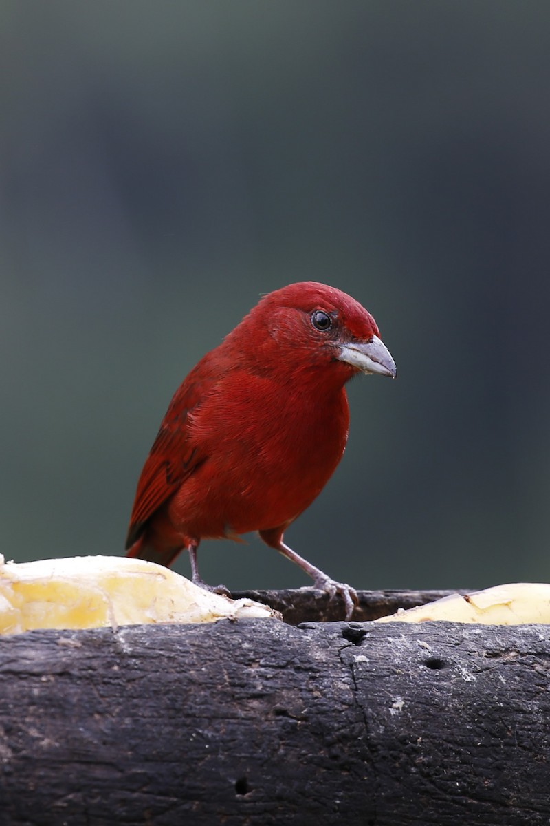Hepatic Tanager (Highland) - ML616473843