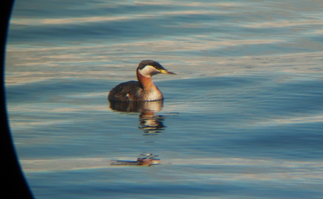 Red-necked Grebe - ML616473864