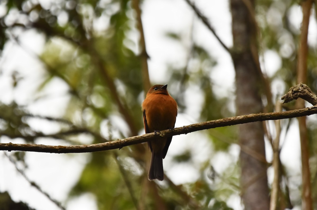Cinnamon Flycatcher (Andean) - ML616473892