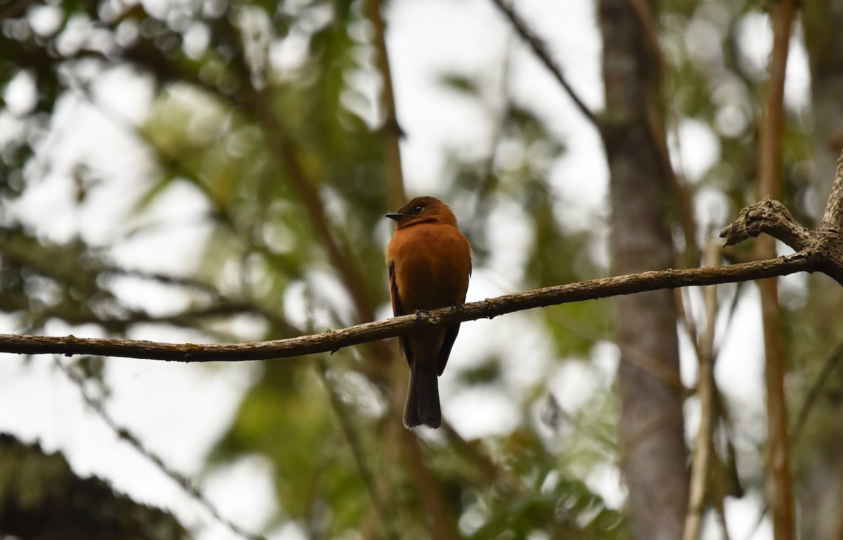 Cinnamon Flycatcher (Andean) - Kendell Loyd
