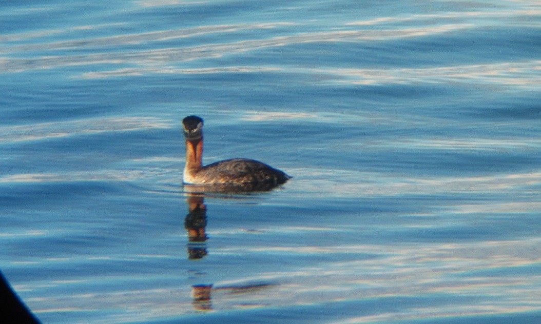 Red-necked Grebe - ML616473897