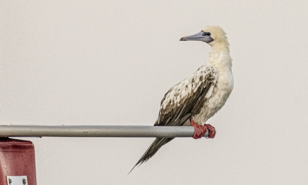 Red-footed Booby - ML616474001