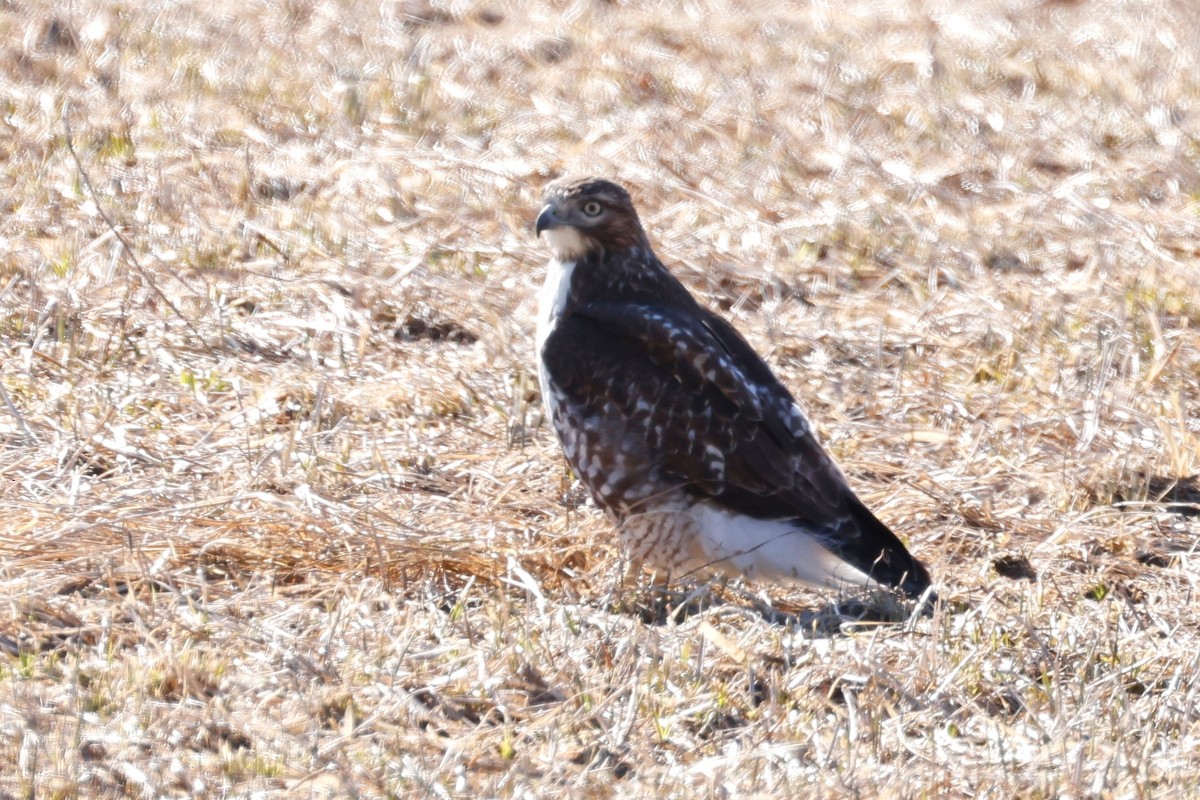 Red-tailed Hawk - ML616474062