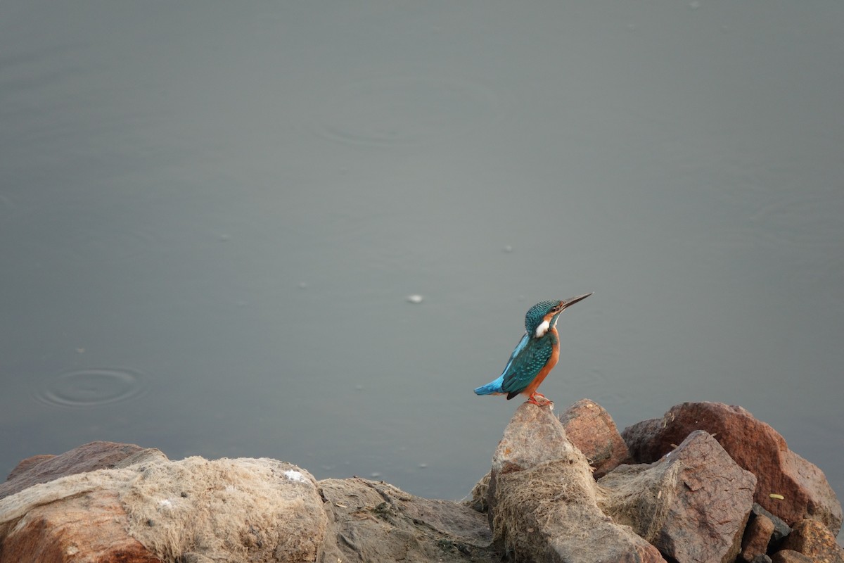 Common Kingfisher - Madhan Dhanushkodi