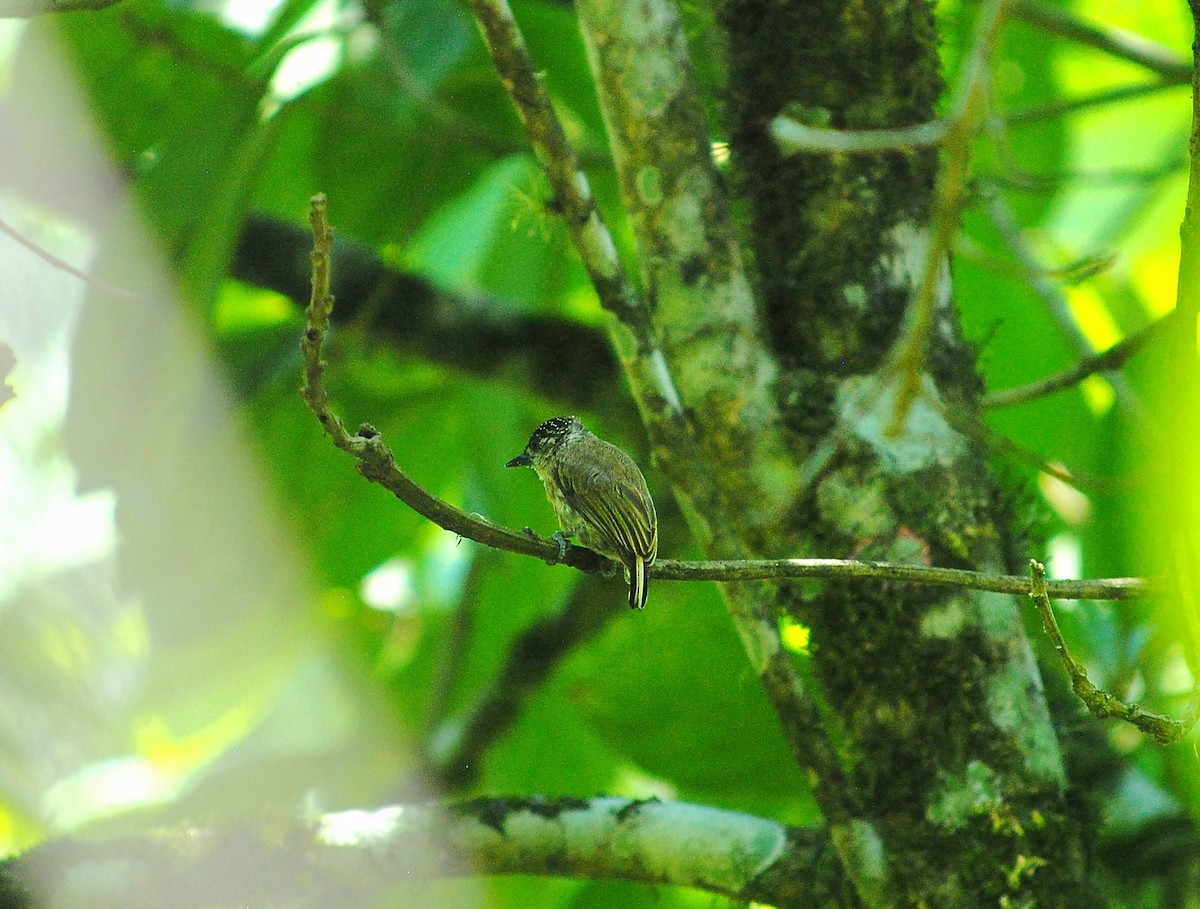 Olivaceous Piculet - ML616474134