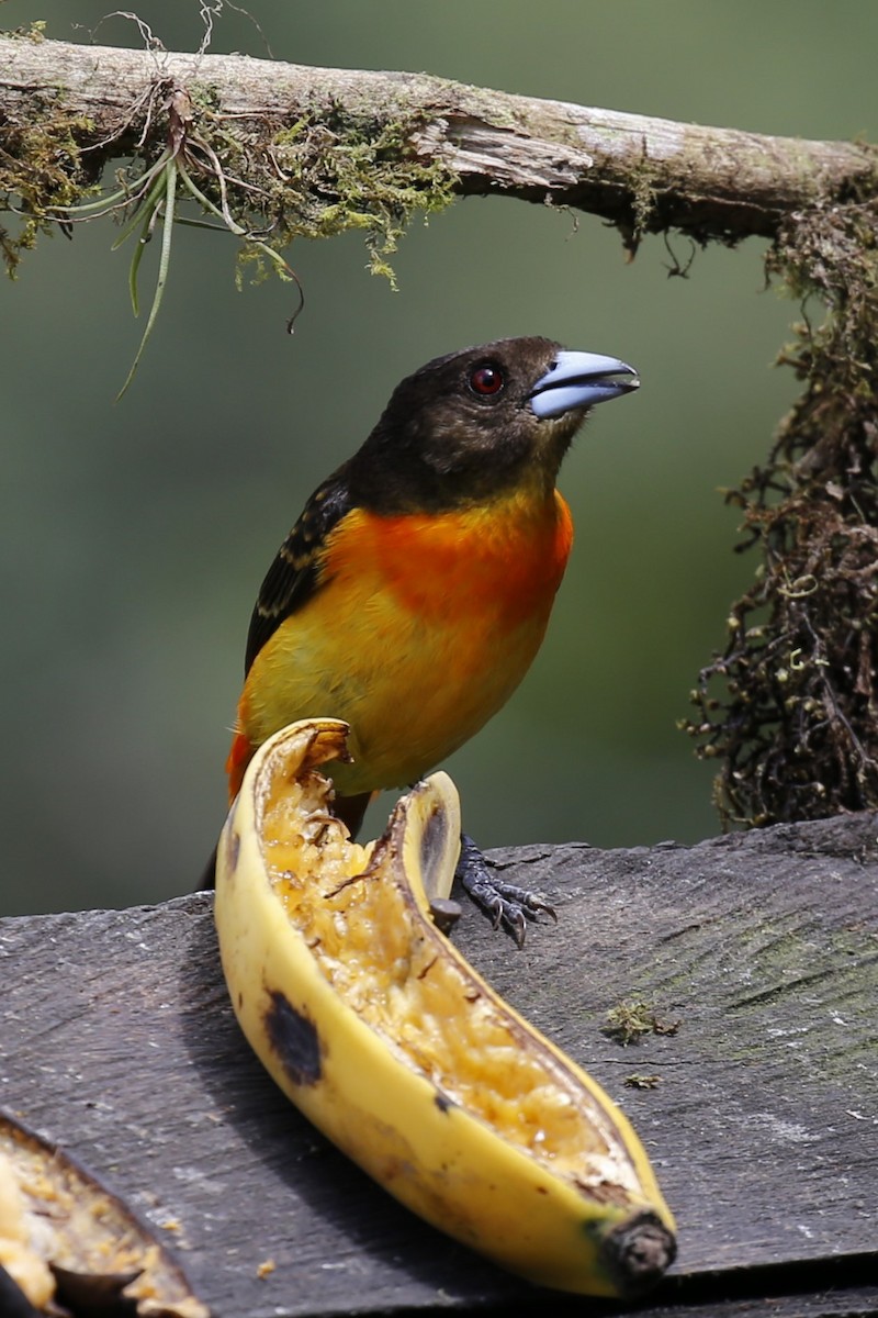 Flame-rumped Tanager (Flame-rumped) - ML616474153