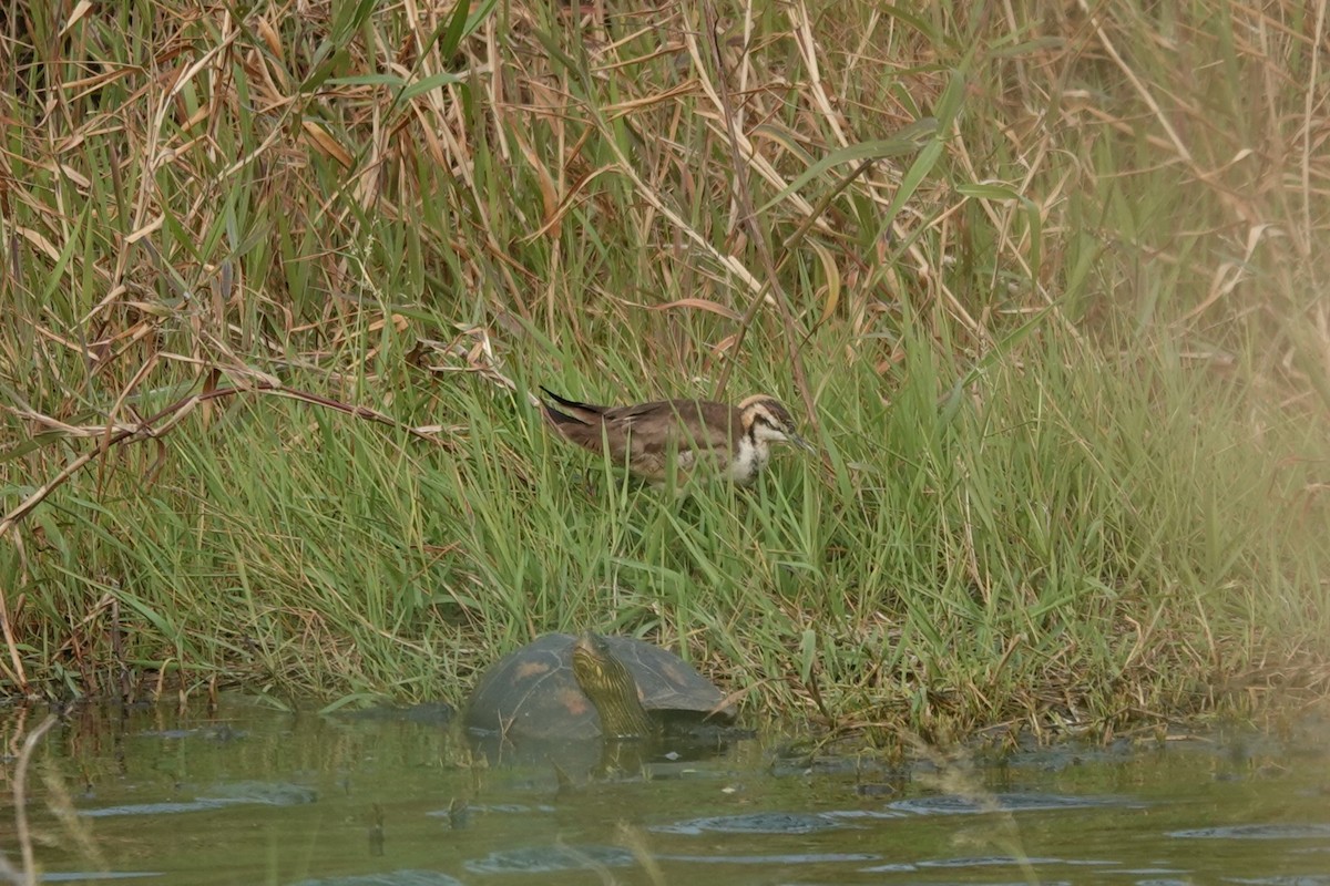 Pheasant-tailed Jacana - ML616474170