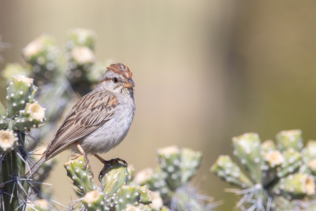 Rufous-winged Sparrow - ML616474213