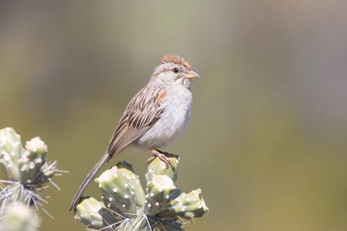 Rufous-winged Sparrow - ML616474216