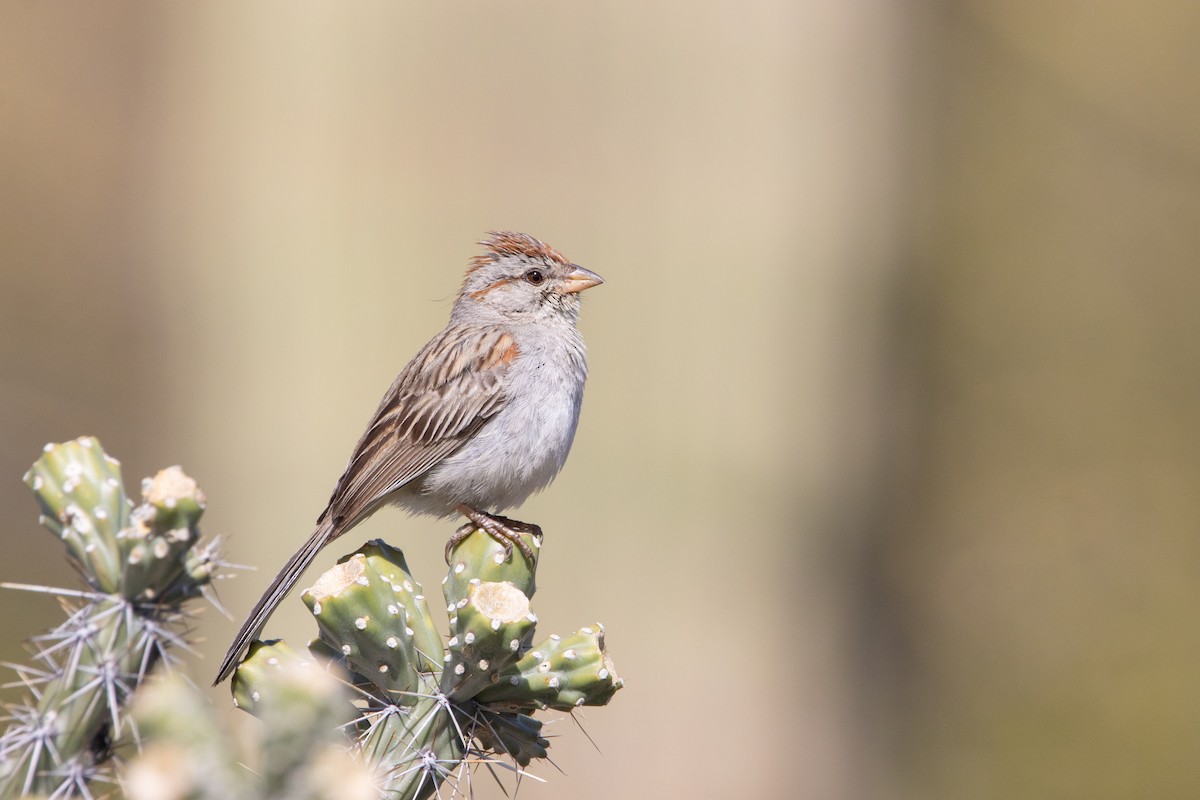 Rufous-winged Sparrow - ML616474217