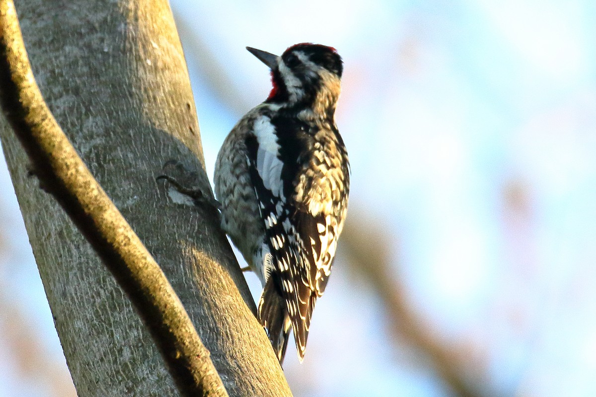 Maryland-DC Breeding Bird Atlas Checklist - 25 Mar 2024 - Susquehanna ...