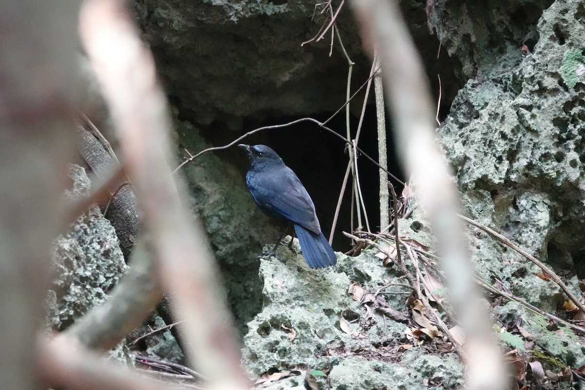 Тайваньская синяя птица - ML616474410