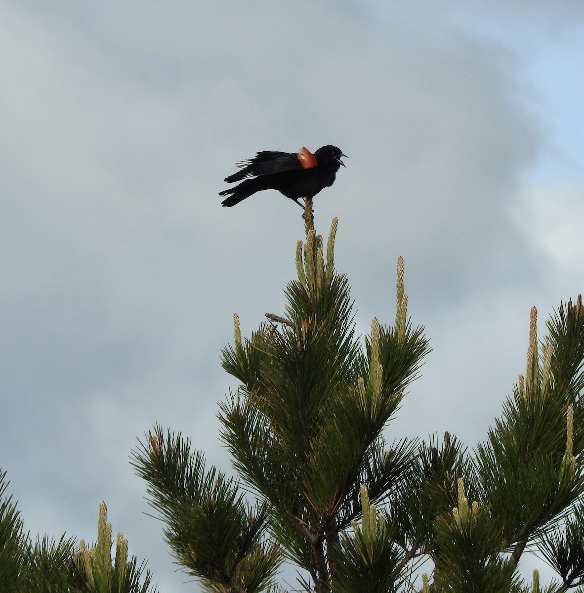 Red-winged Blackbird (California Bicolored) - Malia DeFelice