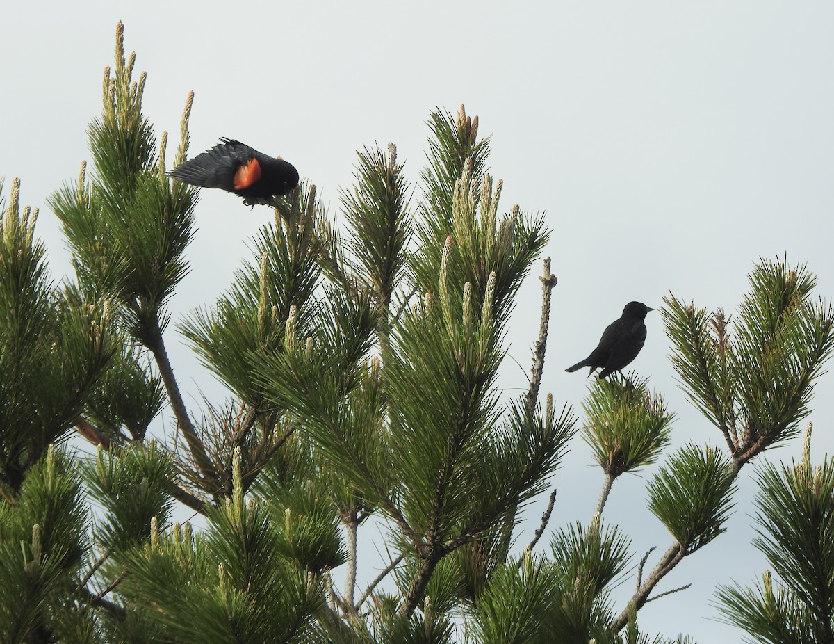 Red-winged Blackbird (California Bicolored) - ML616474432