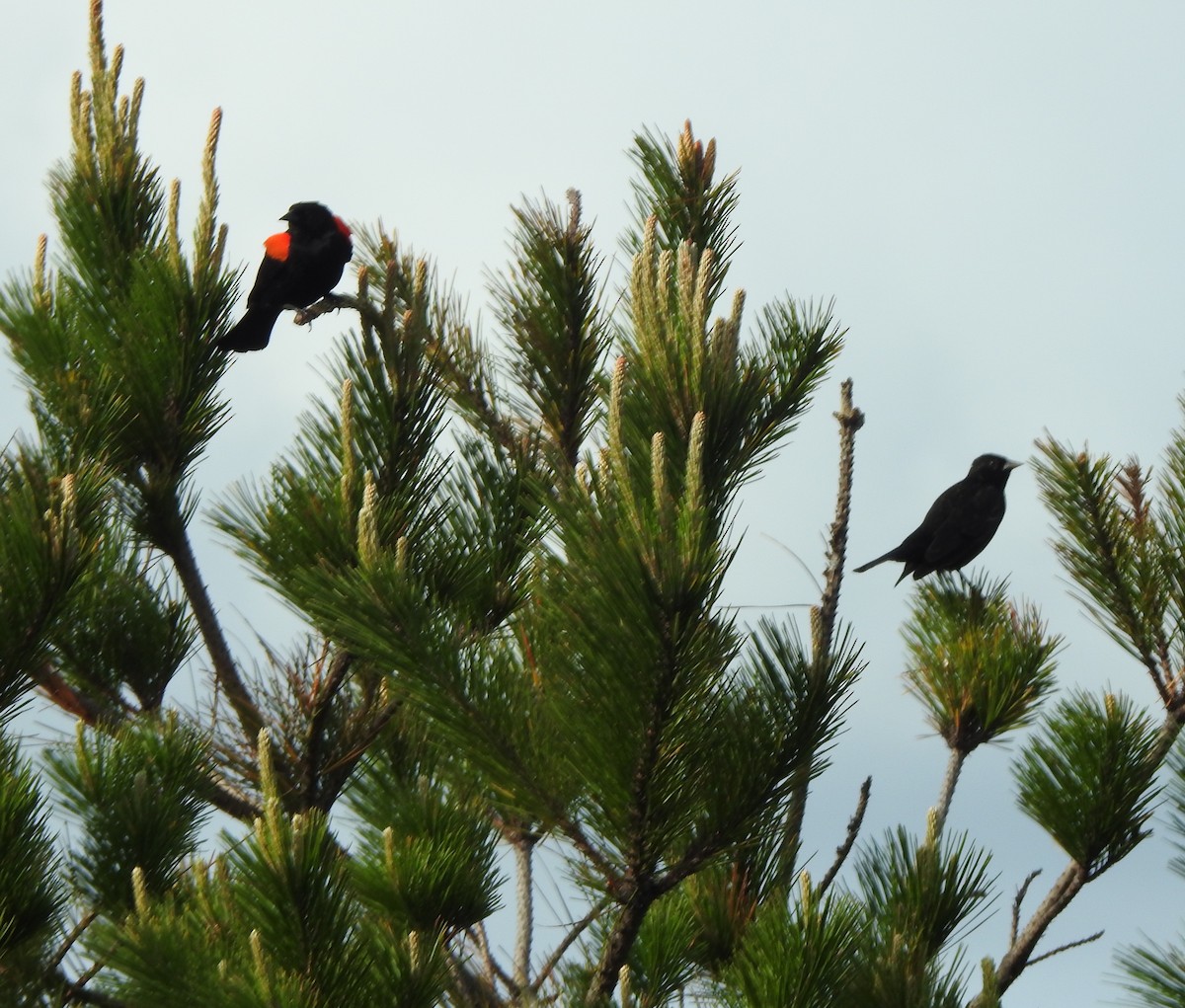 Red-winged Blackbird (California Bicolored) - ML616474433