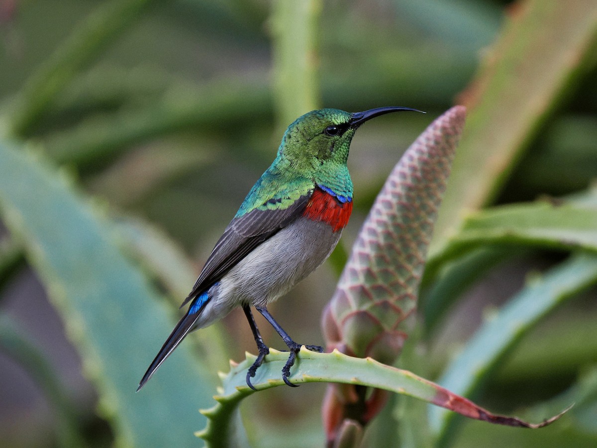 Southern Double-collared Sunbird - Gabriel Willow